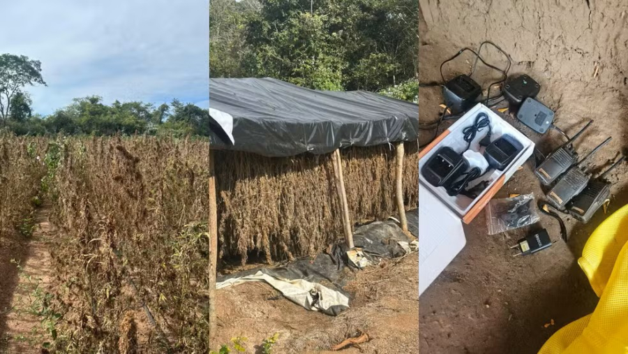 Plantação com milhares de pés de maconha é descoberta e destruída durante operação em Juazeiro do Piauí