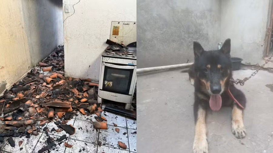 Cachorro é resgatado por vizinhos durante incêndio em casa em Teresina; creche próxima é esvaziada